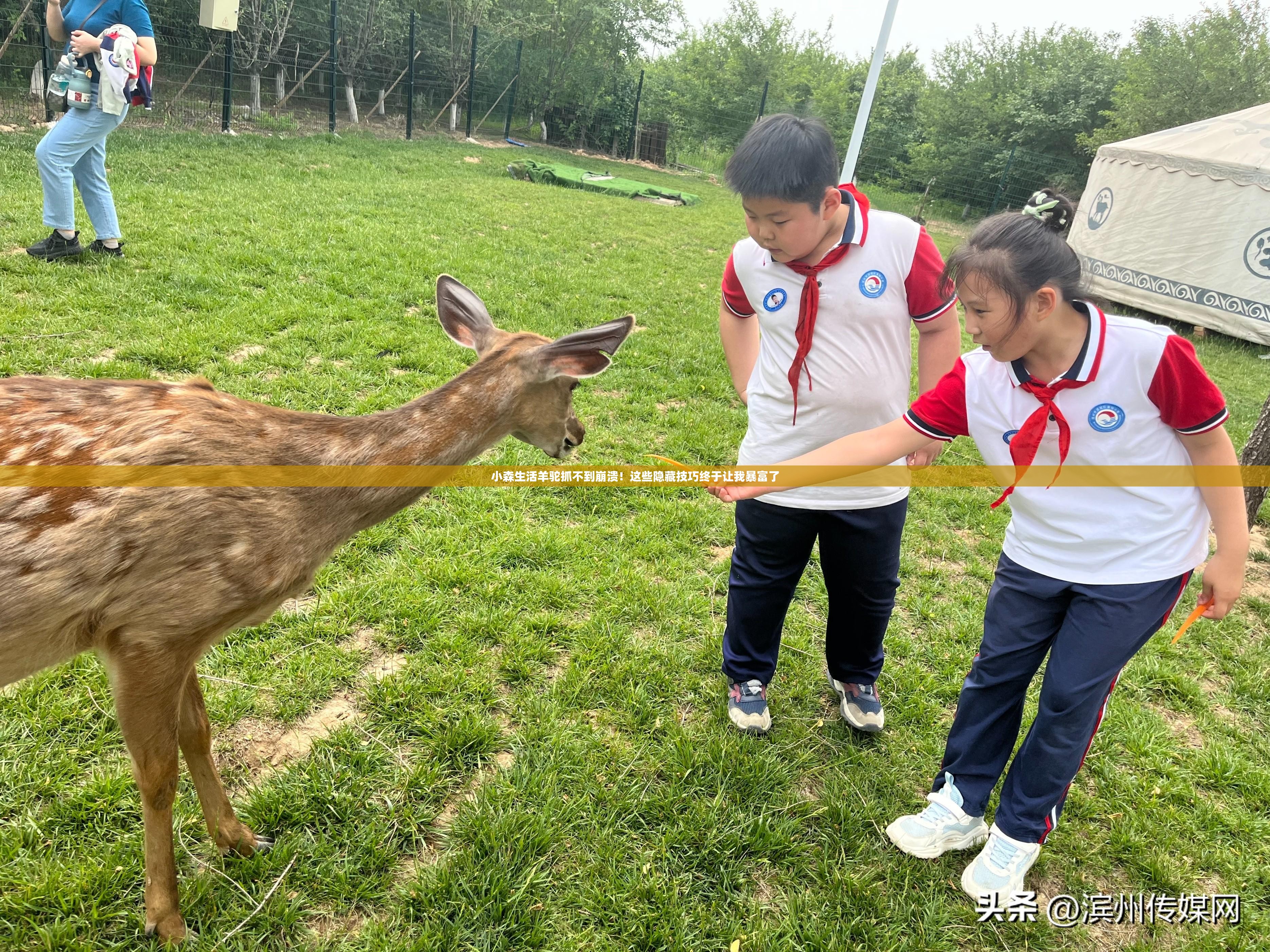 小森生活羊駝抓不到崩潰！這些隱藏技巧終于讓我暴富了